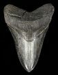 Robust, Megalodon Tooth - Serrated Blade #60486-1